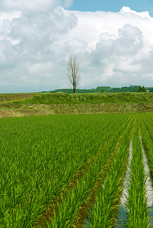 Tree and Rice Paddy