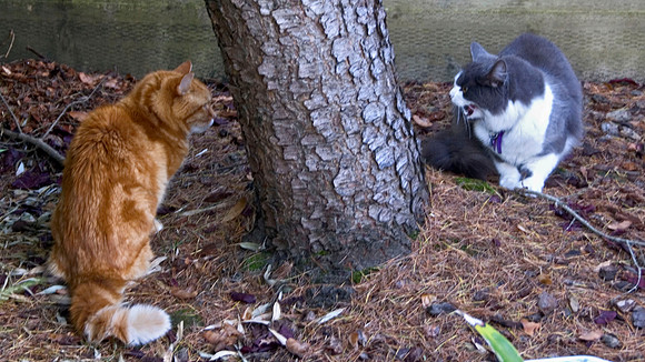 Faceoff