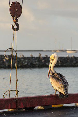 Pelican and Tackle