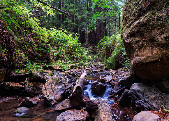 furst_221004_125-Edit_LR_Purisima Creek.jpg