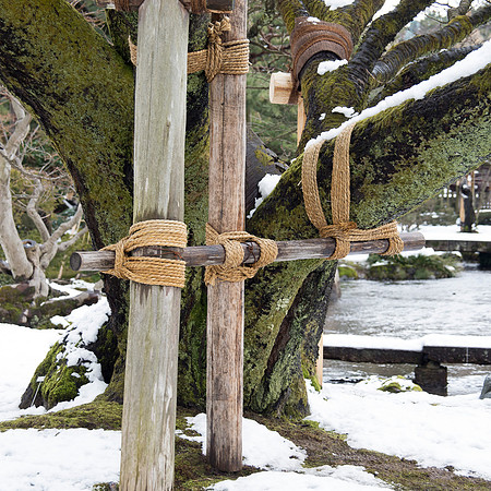 Tree bondage