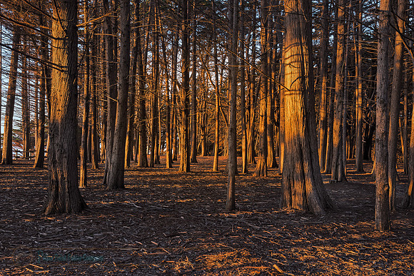Trees at Sunset