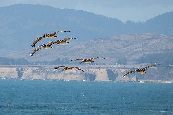 Flight of Brown Pelicans