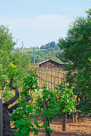 Vineyard