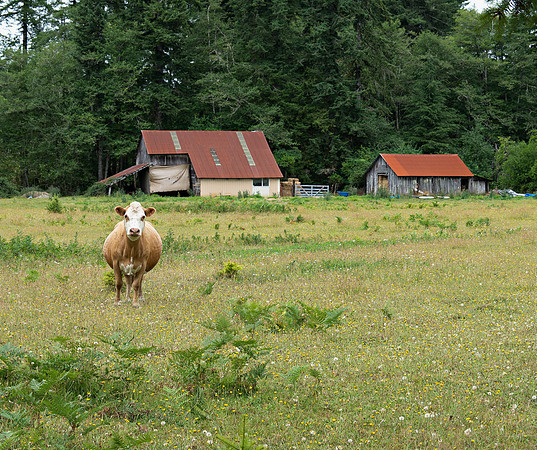 Cow
