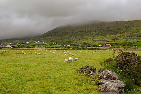 furst_220525_519-Edit_LR_A Wet Morning in Kerry.jpg