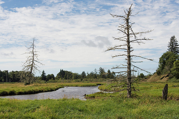 Swamp