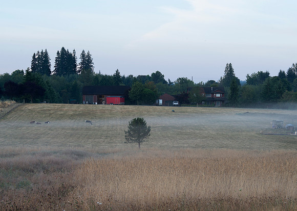 View at Dawn