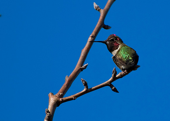 Hummer