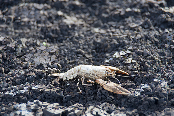 Dessicated Crayfish