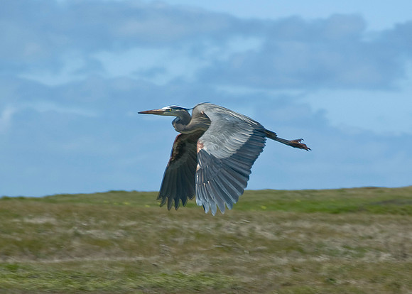 Heron