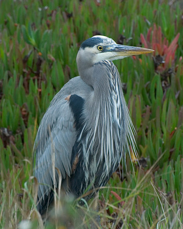Male Heron